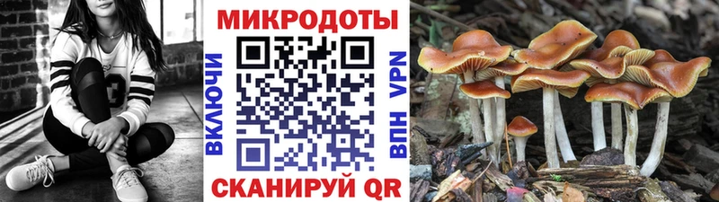 blacksprut онион Карабаново Псилоцибиновые грибы Cubensis